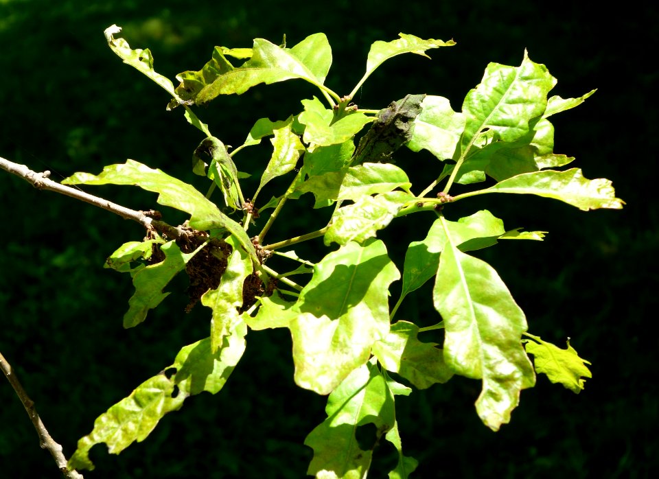 Quercus prinoides - Arnold Arboretum - DSC06951