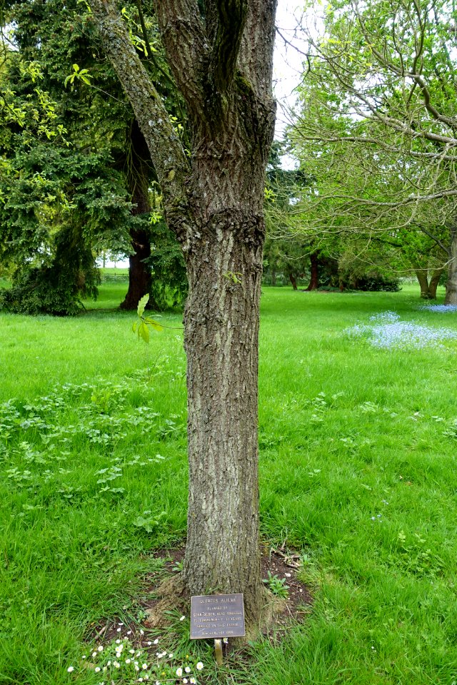 Quercus aliena - Althorp House - Northamptonshire, England - DSC09321