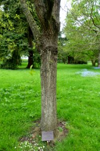 Quercus aliena - Althorp House - Northamptonshire, England - DSC09321