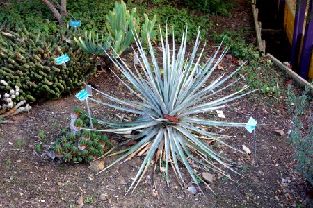 Puya venusta - San Luis Obispo Botanical Garden - DSC05928