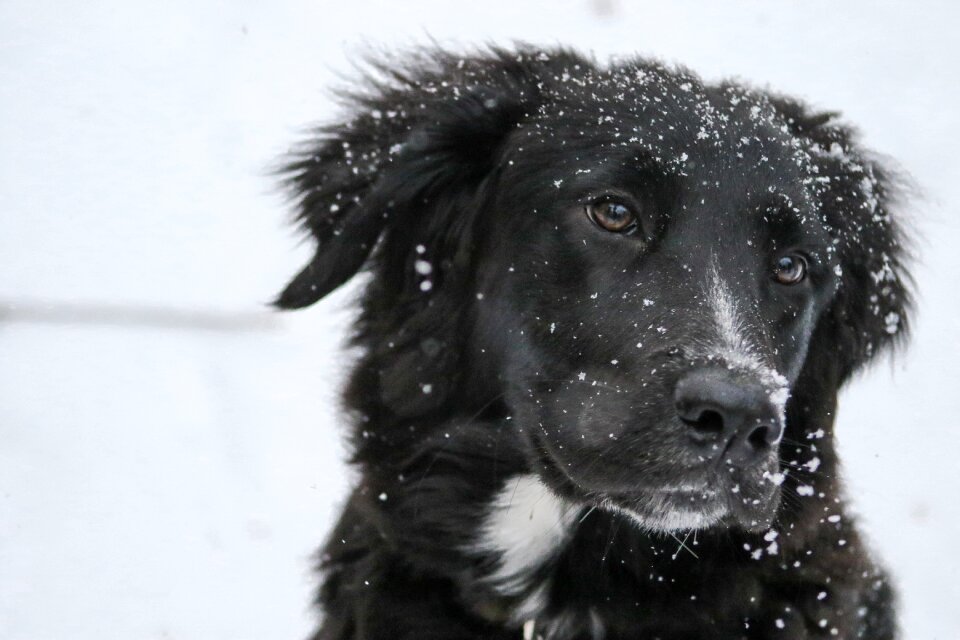Labrador retriever portrait white