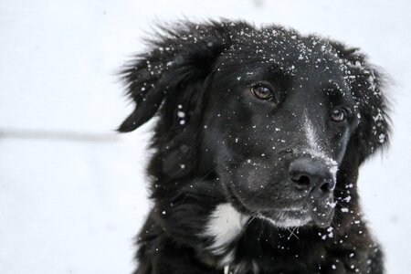 Labrador retriever portrait white