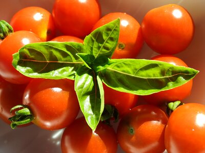 Food healthy basil