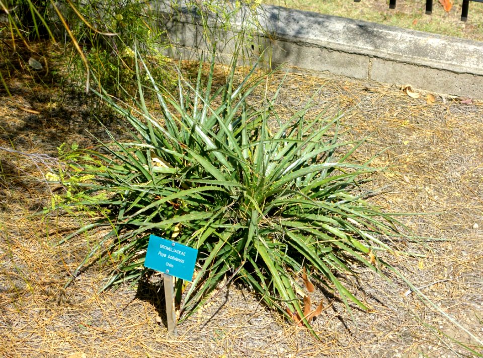 Puya boliviensis - Mildred E. Mathias Botanical Garden - University of California, Los Angeles - DSC02897