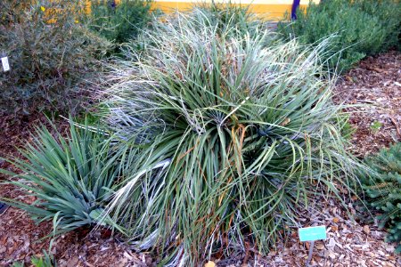 Puya alpestris - San Luis Obispo Botanical Garden - DSC06102