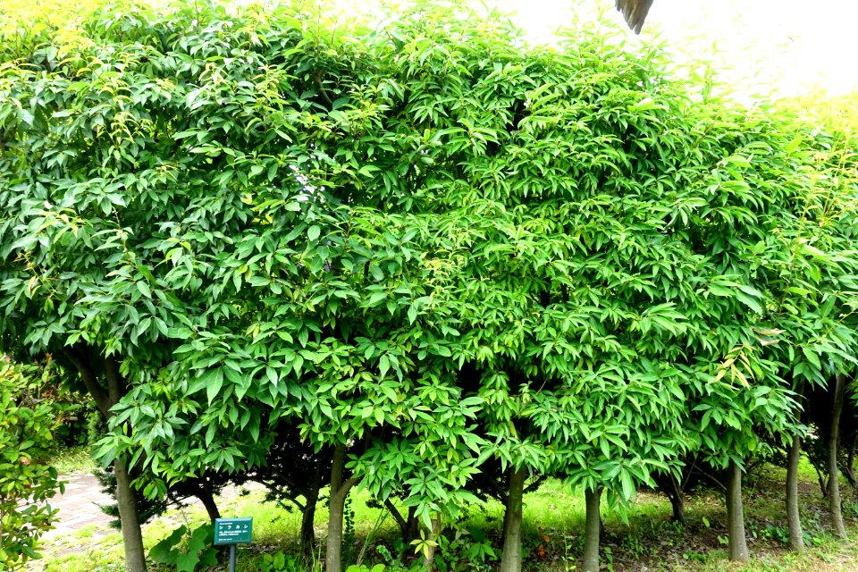 Quercus myrsinifolia - Urban Greening Botanical Garden - Kiba Park - Koto, Tokyo, Japan - DSC05302
