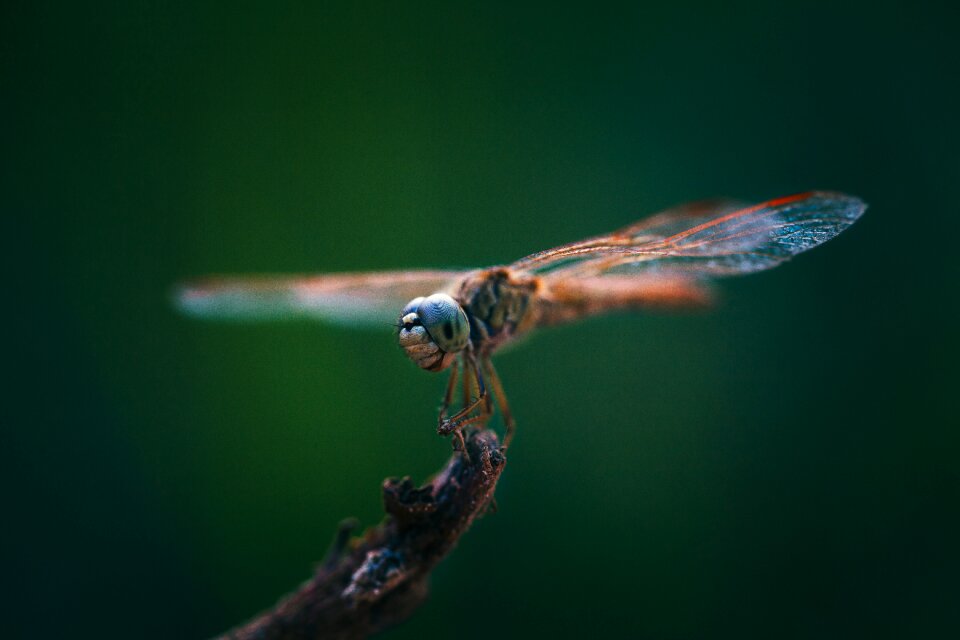 Dragonflies insects close-up