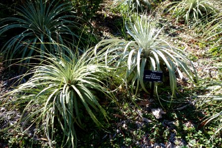 Puya berteroniana - San Francisco Botanical Garden - DSC09866