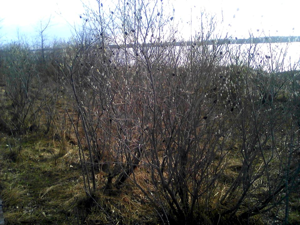 Pussywillows