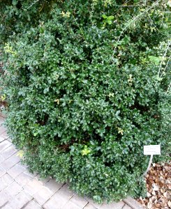 Quercus coccifera - Bergianska trädgården - Stockholm, Sweden - DSC00368