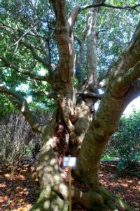 Quercus acuta - Caerhayes Castle gardens - Cornwall, England - DSC03082