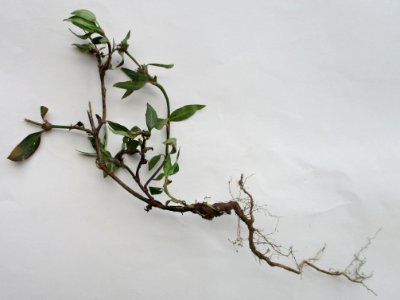 Purple-leaved buttonweed (Spermacoce remota) 2