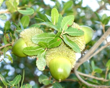 Quercus coccifera (Quercus calliprinos) - Jardín Botánico de Barcelona - Barcelona, Spain - DSC09237