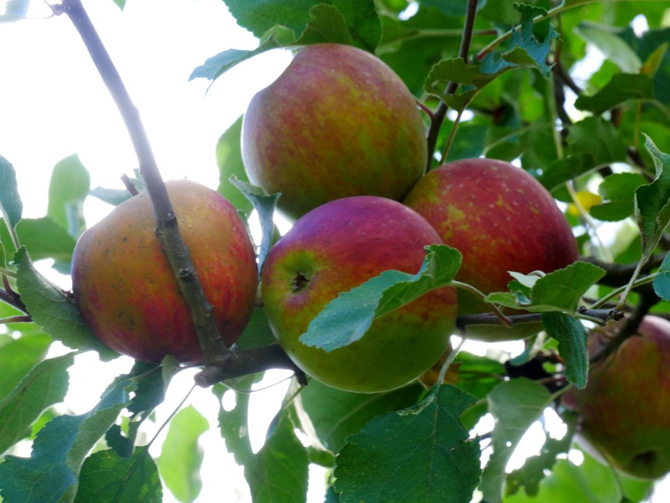 Purpurroter Cousinot Freilichtmuseum Roscheider Hof Frucht H9