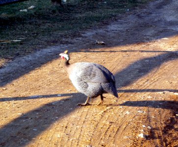 QFM guineafowl jeh