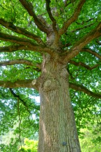 Quercus robur - Sheffield Park and Garden - East Sussex, England - DSC05548