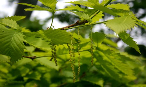 Quercus crispula in Ryohaku Mountains 2011-06-19