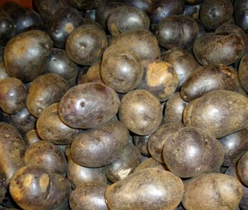Purple potatoes at Asian supermarket in New Jersey photo