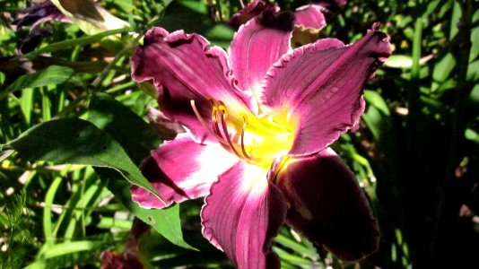 Purple Yellow Daylily