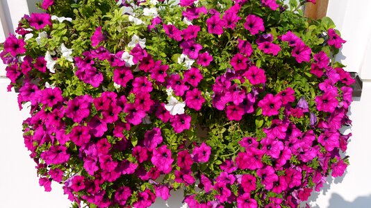 Summer violet lilac