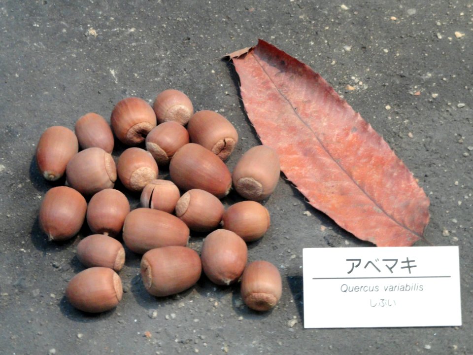 Quercus variabilis - Osaka Museum of Natural History - DSC07730