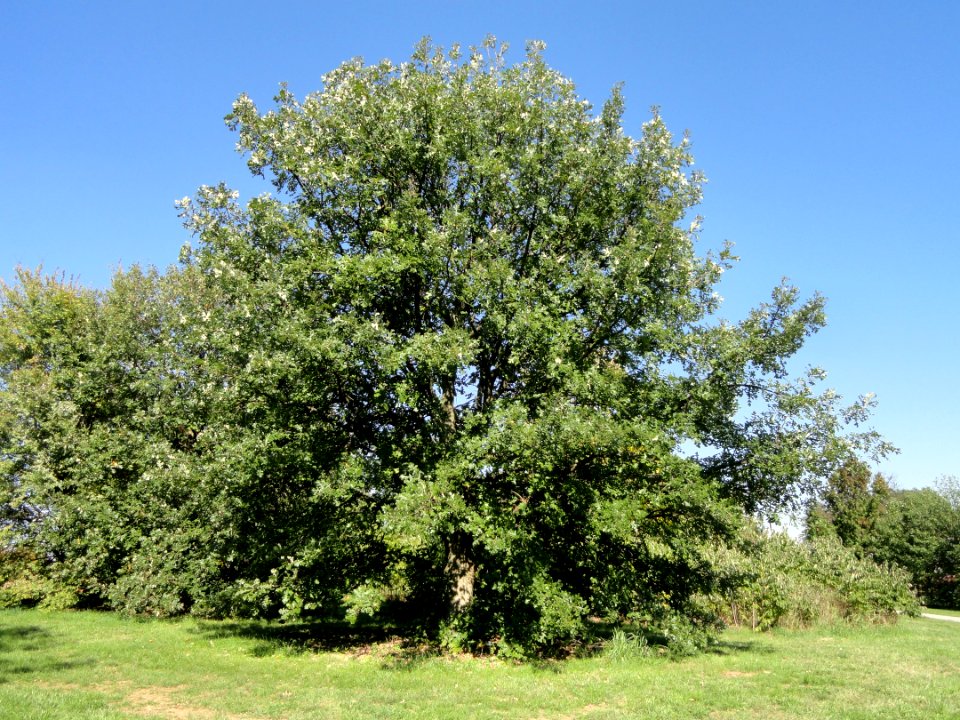 Quercus macrocarpa - University of Kentucky Arboretum - DSC09331