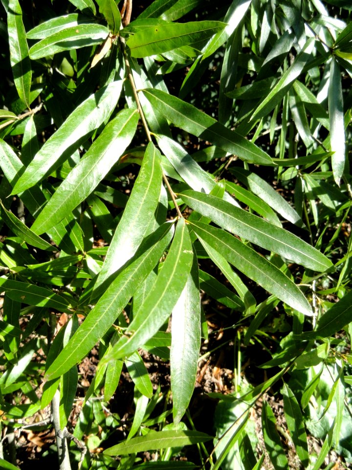 Quercus phellos - University of Kentucky Arboretum - DSC09354