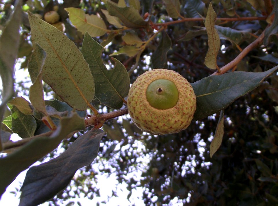 Quercus tomentella acorn