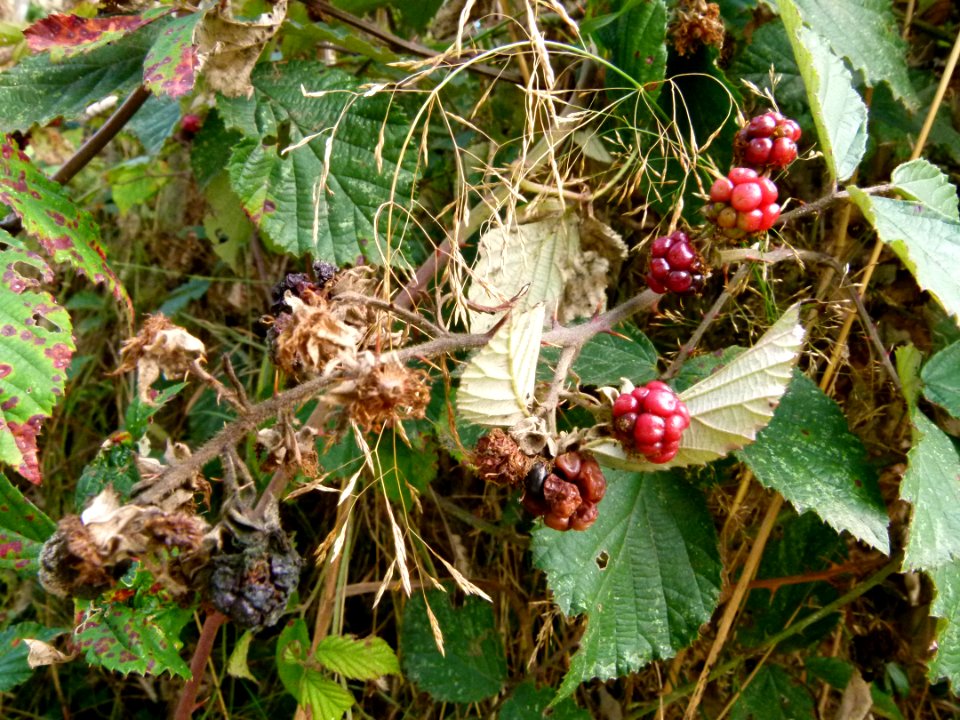 Quelques mures en septembre