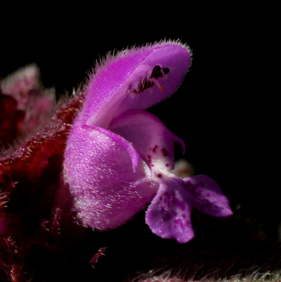 Purpurrote Taubnessel Roscheiderhof H2