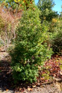 Quercus salicina - Quarryhill Botanical Garden - DSC03408
