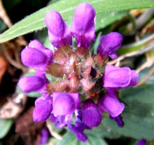 Purple flower Adelaide