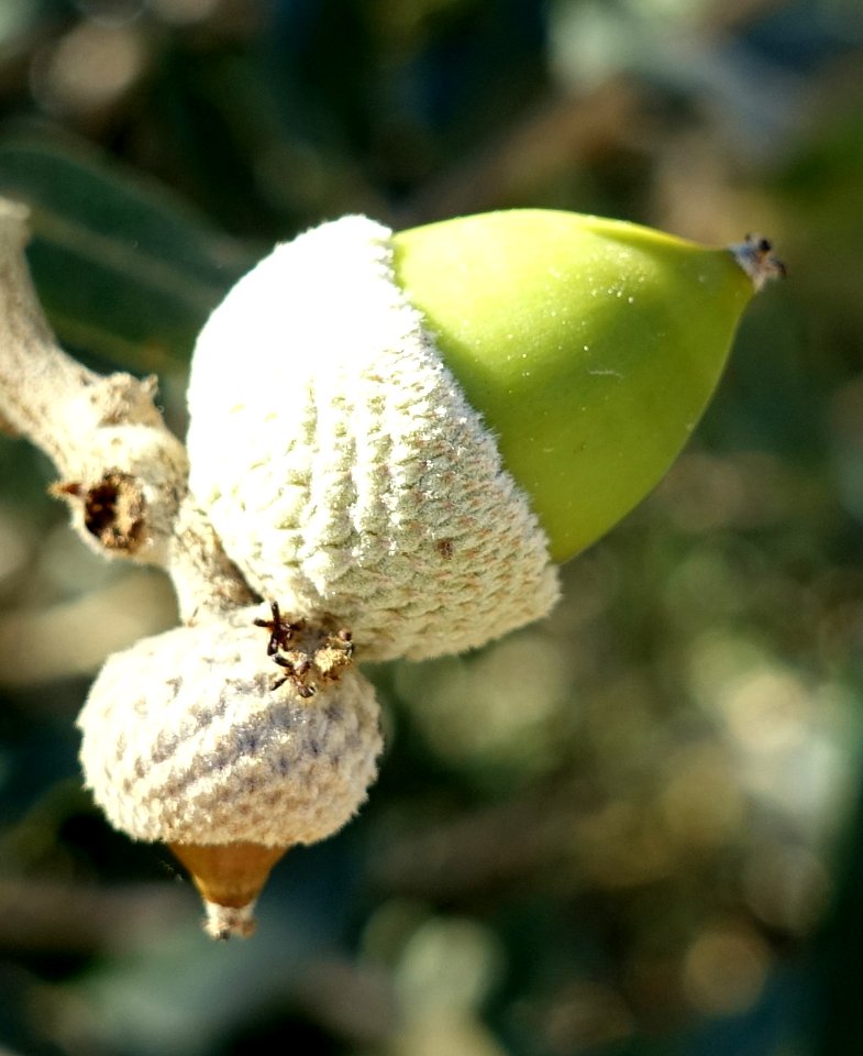 Quercus ilex - Jardín Botánico de Barcelona - Barcelona, Spain - DSC09209