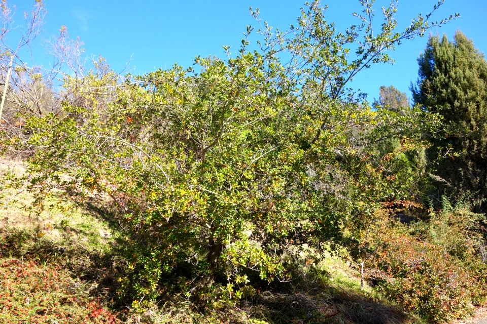 Quercus phillyreoides - Quarryhill Botanical Garden - DSC03594