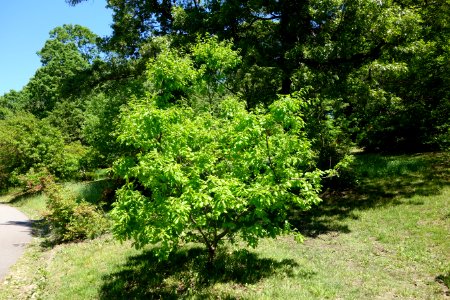 Quercus petraea - Arnold Arboretum - DSC06923