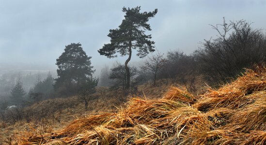 Meadows grass the fog