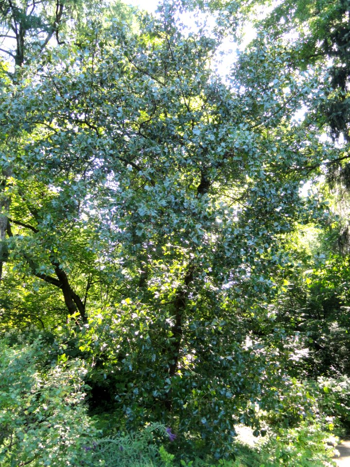 Quercus marilandica - Botanischer Garten, Frankfurt am Main - DSC02550