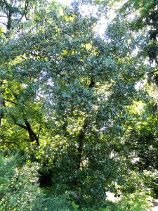 Quercus marilandica - Botanischer Garten, Frankfurt am Main - DSC02550