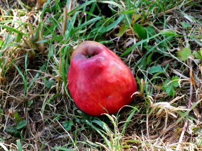 Purpurroter Cousinot Freilichtmuseum Roscheider Hof Frucht H11