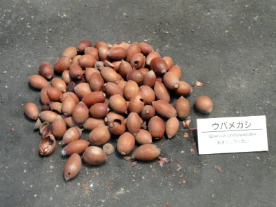 Quercus phillyreoides - Osaka Museum of Natural History - DSC07731
