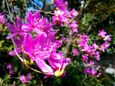 Purple flowers in Motoazabu