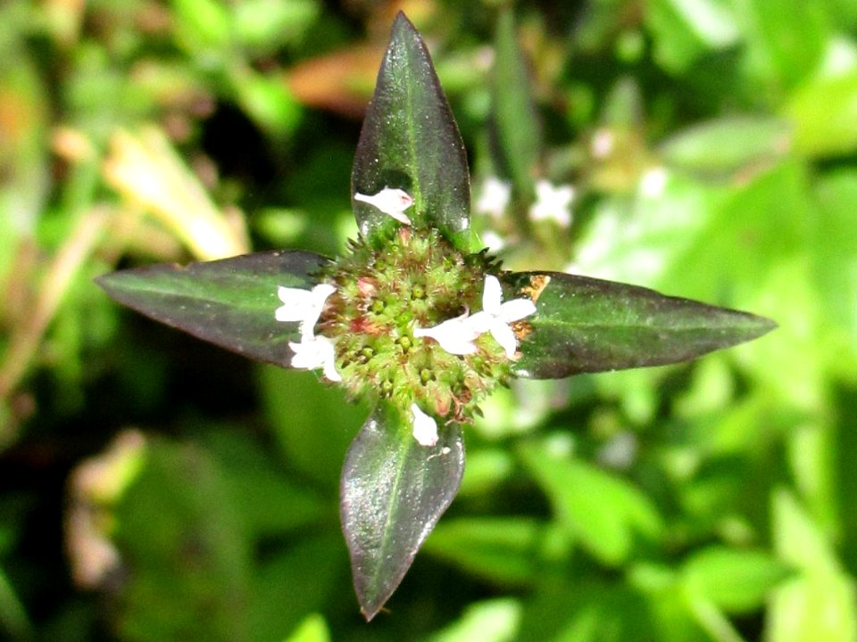 Purple-leaved buttonweed (Spermacoce remota) 1