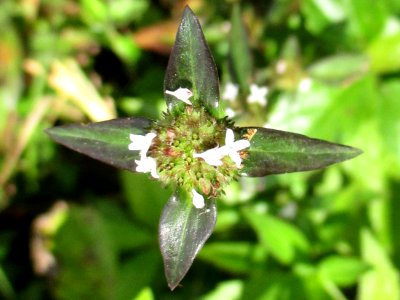 Purple-leaved buttonweed (Spermacoce remota) 1