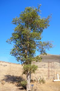 Quercus suber - Leaning Pine Arboretum - DSC05578
