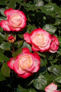 Roses rose flower rose garden