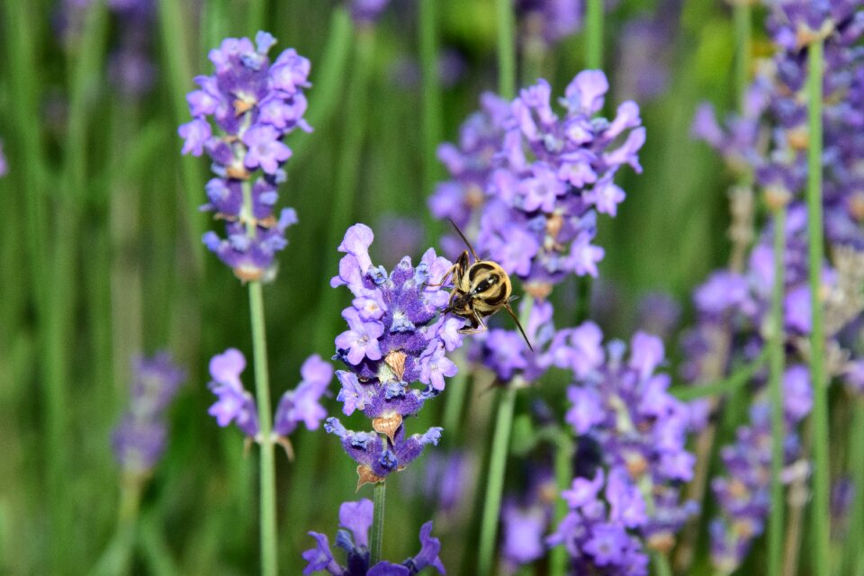 Nature insect violet
