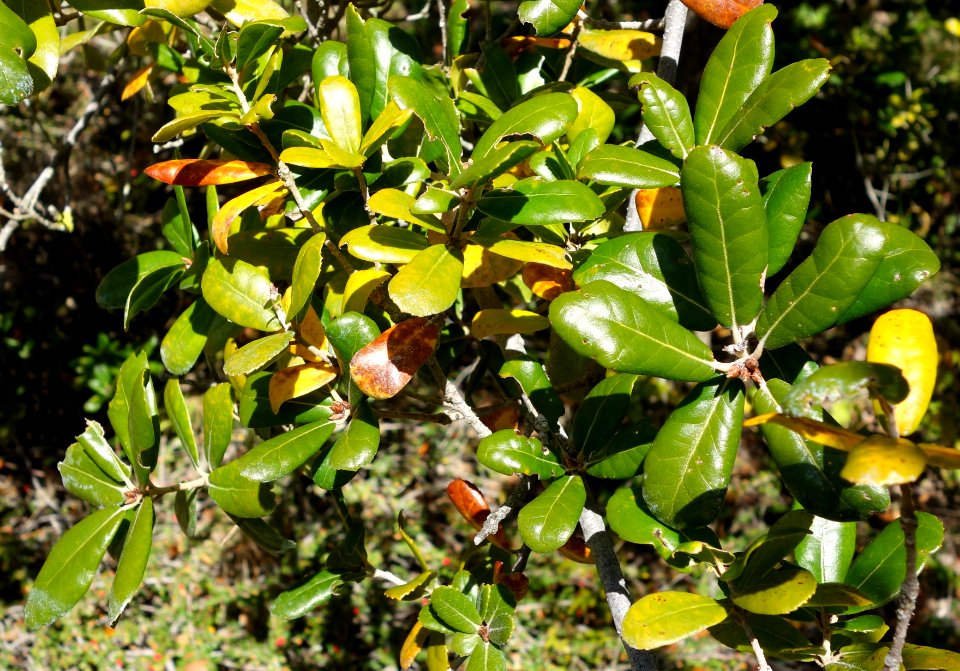 Quercus phillyreoides - Quarryhill Botanical Garden - DSC03593