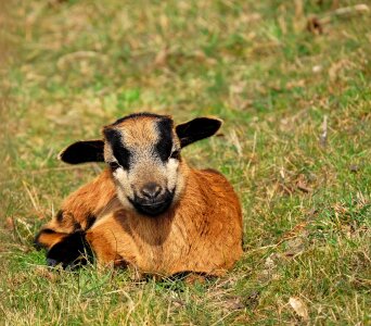 Lying cute pasture