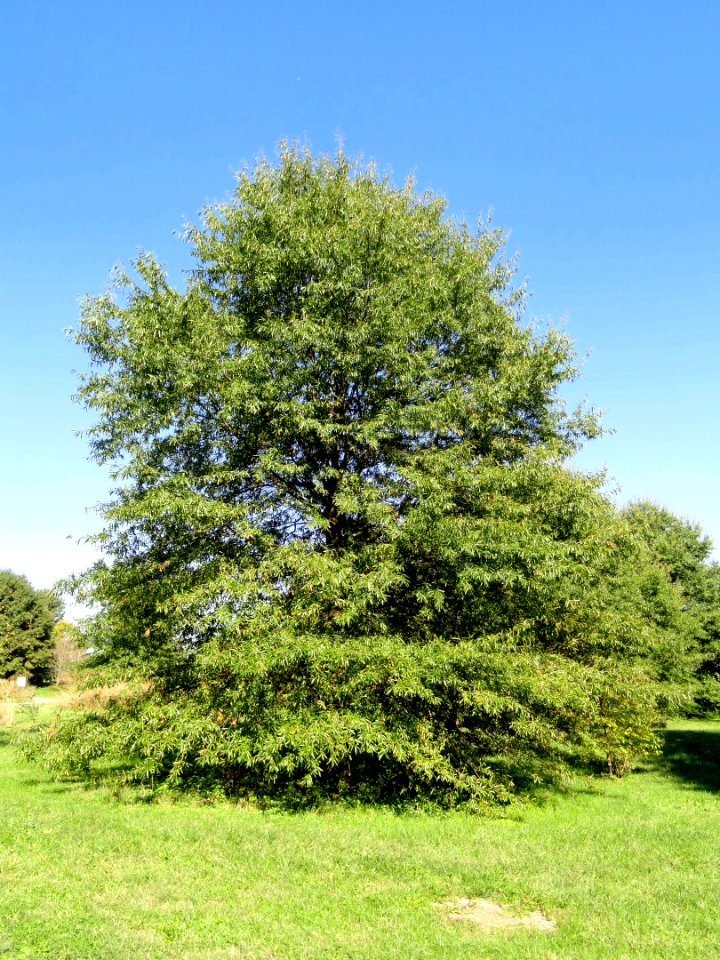 Quercus phellos - University of Kentucky Arboretum - DSC09357