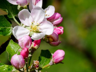 Purpurroter Cousinot Freilichtmuseum Roscheider Hof Blüte H3